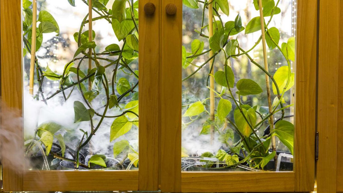 Des
plantes avec un gène de lapin pour purifier l’air intérieur Des
plantes avec un gène de lapin pour purifier l’air intérieur