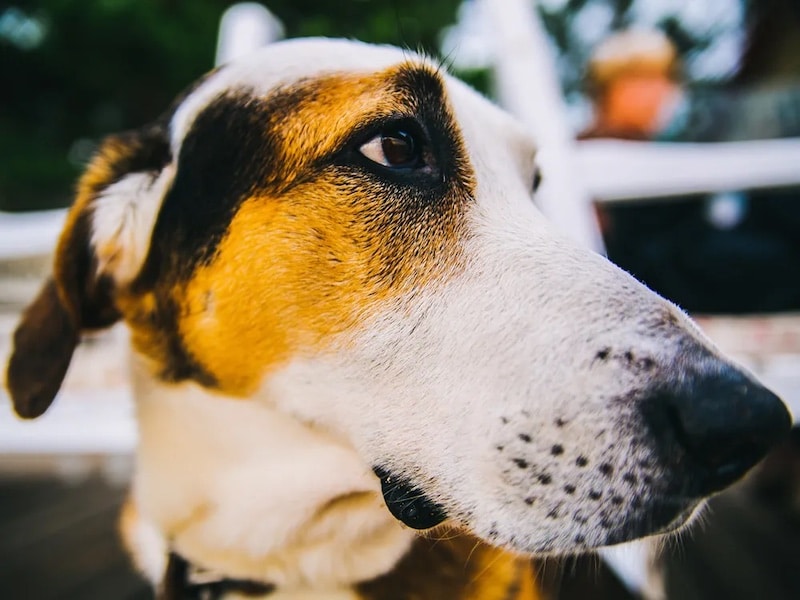 19 choses que vous ne devriez JAMAIS donner à votre chien et peut-être que vous le faites