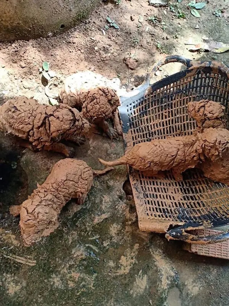 Un homme trouve 5 "boules" de boue dans un puits, ce qui était caché est adorable