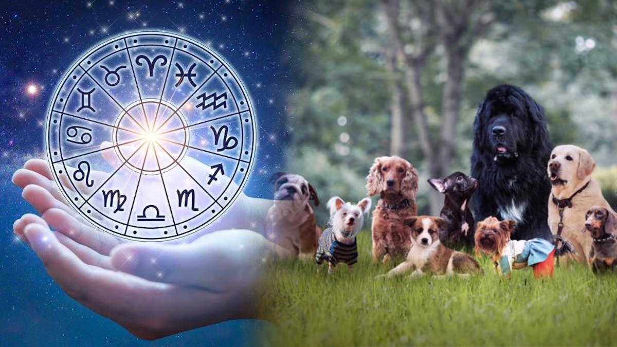 Astrologie : Quel chien vous faut-il selon votre signe du zodiaque ?