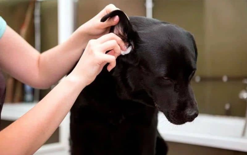 Comment bien nettoyer les oreilles d'un chien