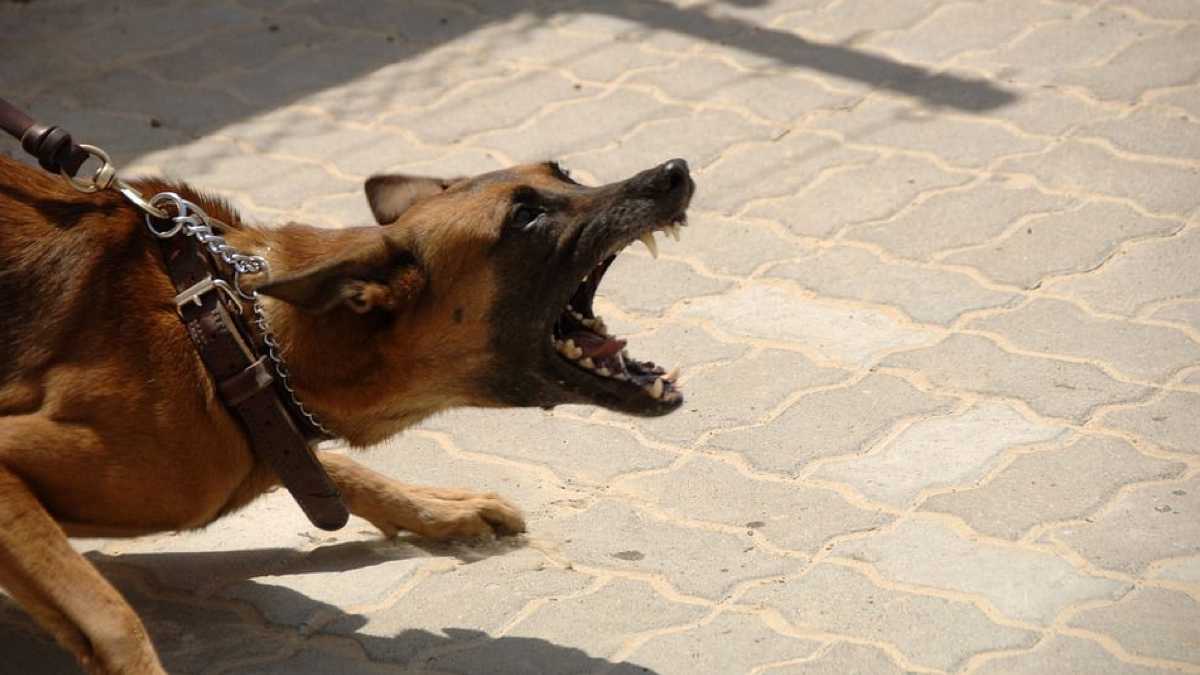 Comment mettre fin à un comportement agressif d’un chien