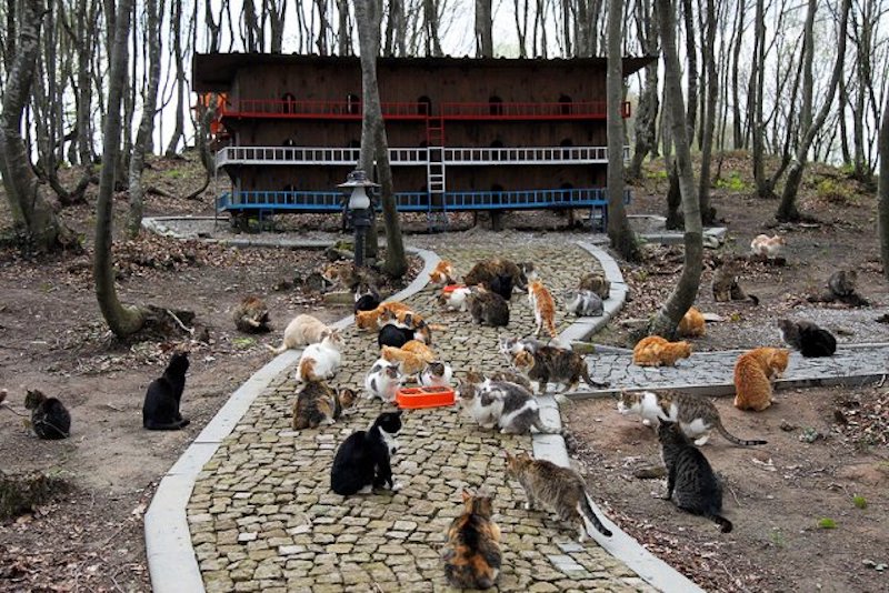 Découvrez ce magnifique village construit exclusivement pour les chats errants