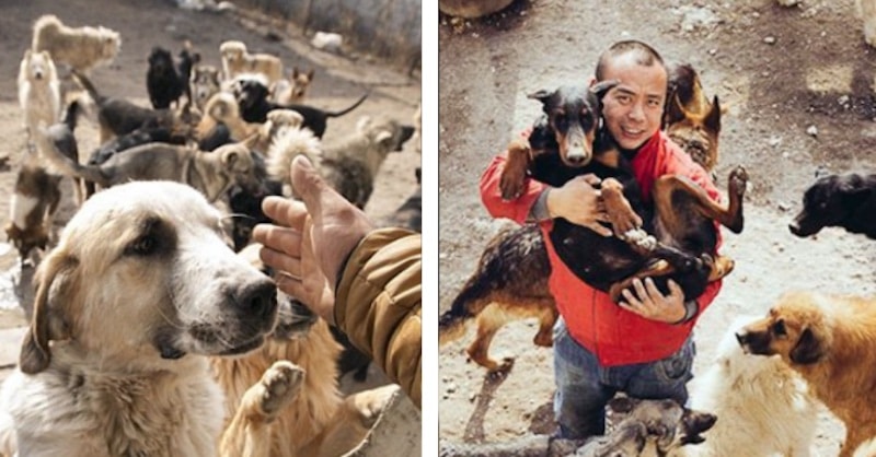 Des chiens qui devaient servir de nourriture ont été sauvés par un homme millionnaire