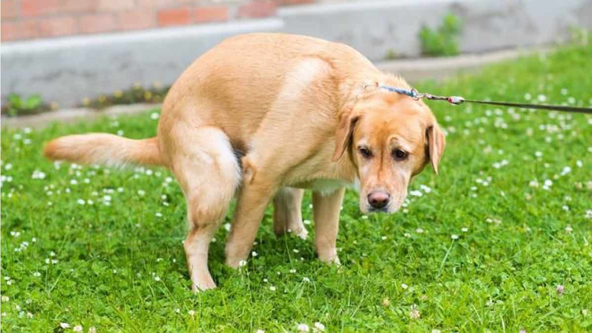 Diarrhée chez le chien : que faire ? Voici les conseils des experts