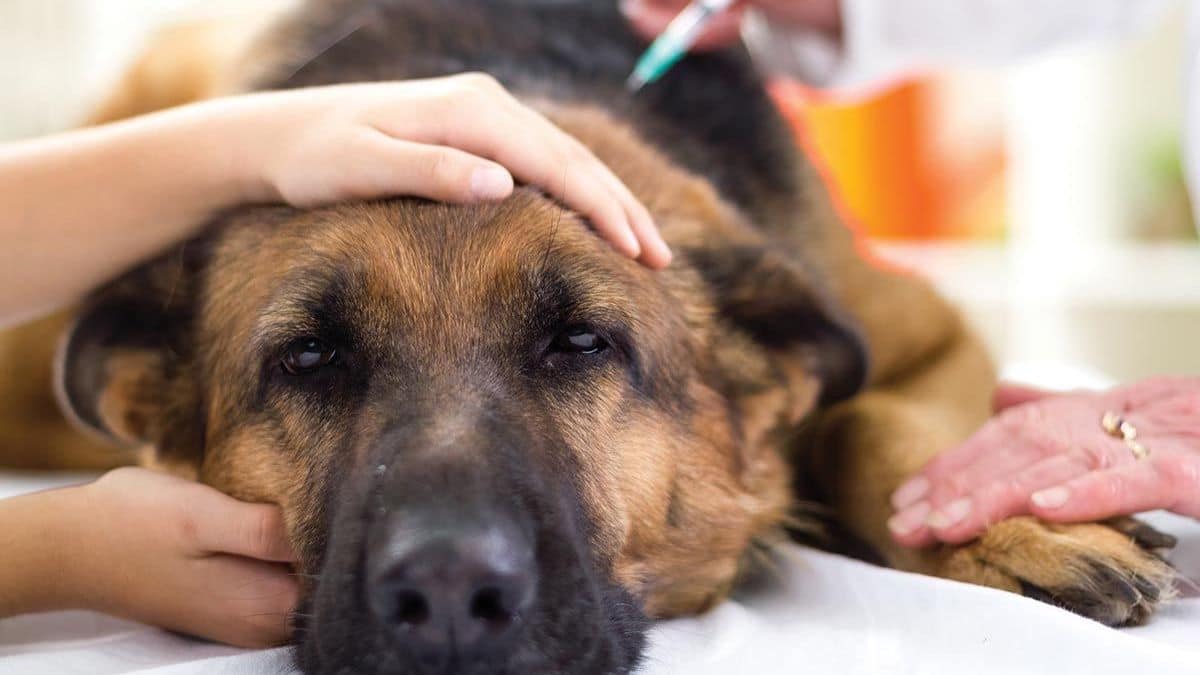 Euthanasie : Ce vétérinaire révèle ce que ressent votre animal avant de mourir, ne le laissez JAMAIS seul !