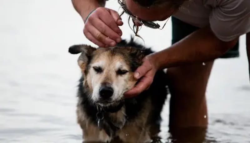 Il a emmené son chien paralysé de 20 ans nager jusqu'à ce qu'il s'endorme dans ses bras.