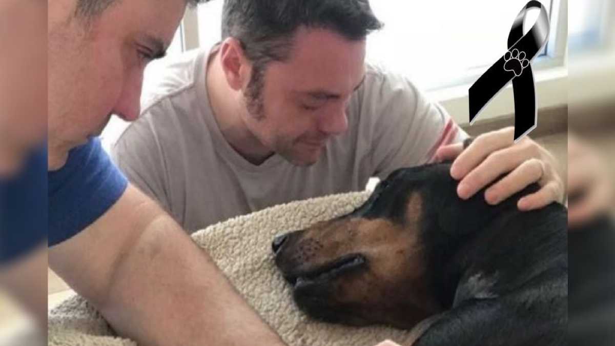 Ils disent au revoir à la chienne qu'ils ont adoptée il y a 4 mois pour lui donner le bonheur qu'elle méritait