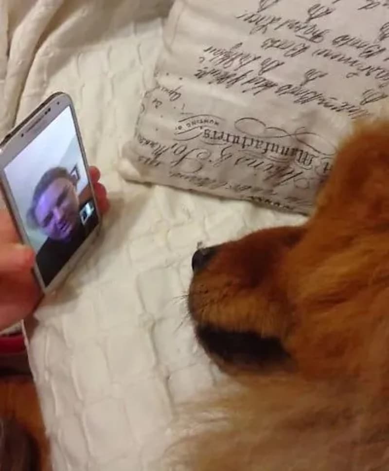 Impressionnant comment un vieux chien pleure lors d'un appel vidéo avec sa mère parce qu'elle lui manque