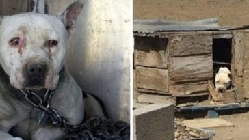 La triste histoire d'un chien enchaîné à vie et terrifié par les humains