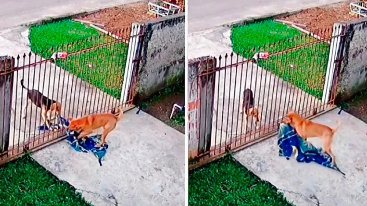 Moment où un chiot donne une couverture à un chien errant, la vidéo est à tomber par terre
