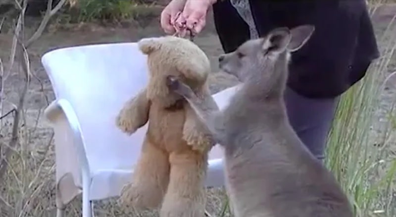 Moment réconfortant d'un bébé kangourou câlin avec un ours en peluche