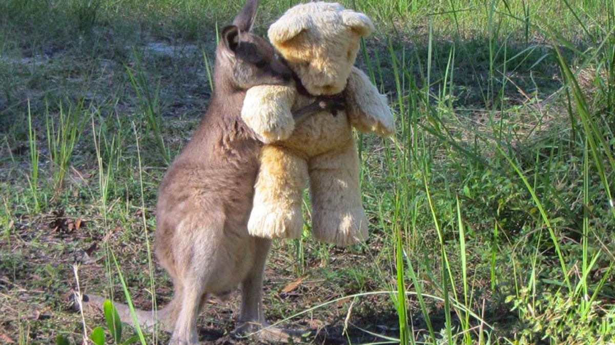 Moment réconfortant d'un bébé kangourou câlin avec un ours en peluche