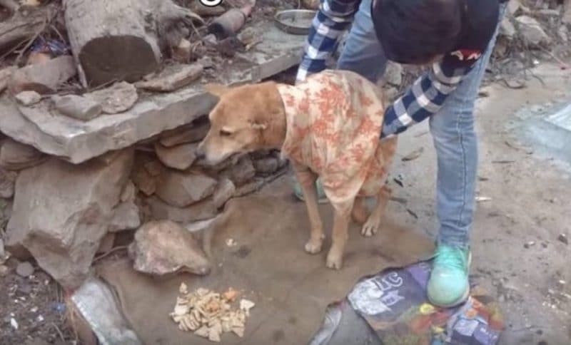 Paralysé et souffrant, ce chien a appelé à l'aide jusqu'à ce qu'une femme impuissante l'arrête