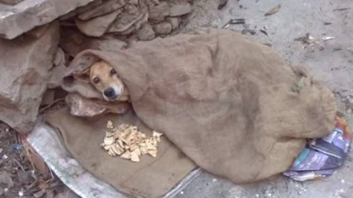 Paralysé et souffrant, ce chien a appelé à l'aide jusqu'à ce qu'une femme impuissante l'arrête