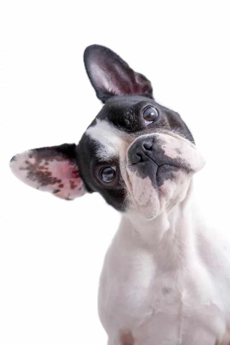 Pourquoi les chiens penchent-ils la tête quand on leur parle ? Leur comportement expliqué