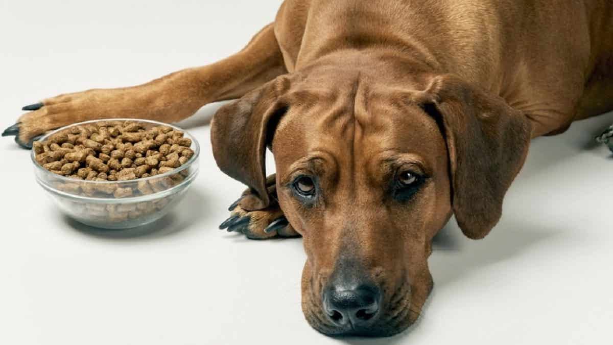 Pourquoi mon chien ne veut-il pas manger et est-il triste ? Les réponses !