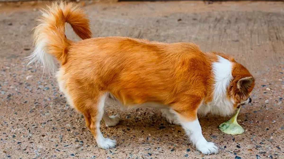 Pourquoi mon chien vomit jaune ? Explications