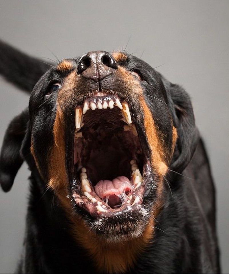 Top 10 des races de chiens qui mordent le plus