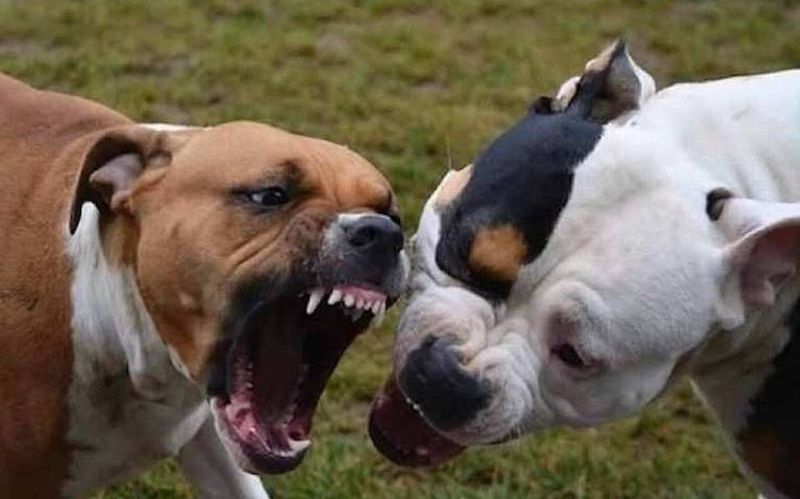 Top 10 des races de chiens qui mordent le plus