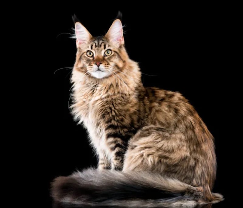 Top 5 Des Races De Chats Les Plus Adorables Et Les Plus Cheres Au Monde