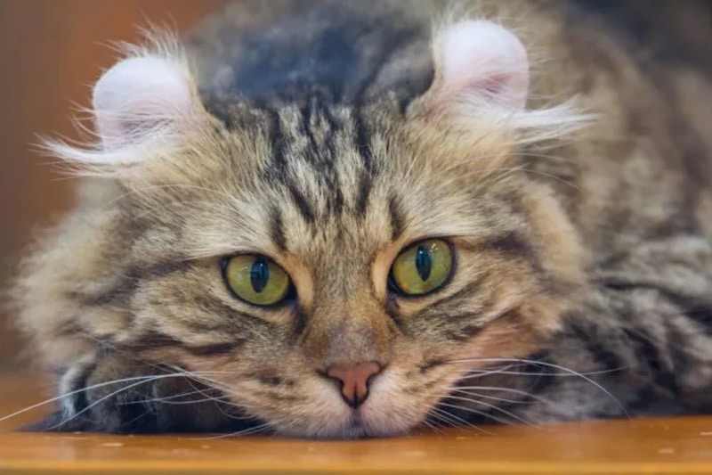 Top 5 races de chats les plus adorables et les plus chères au monde