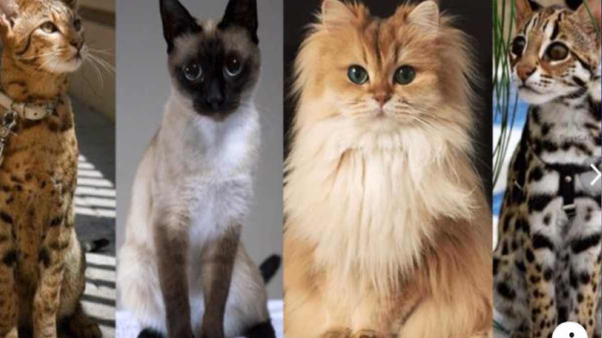 Top 5 races de chats les plus adorables et les plus chères au monde