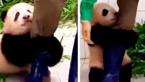 Un bébé panda s'accroche à la jambe de sa gardienne pour éviter d'être livré à lui-même.