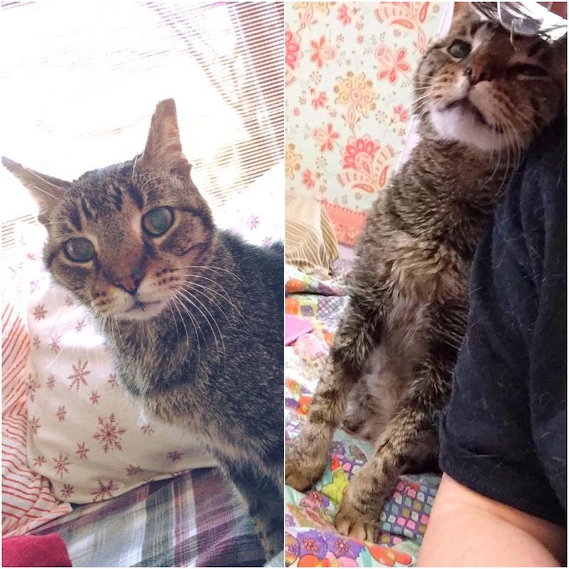 Un chat de 16 ans a perdu sa seule maison, maintenant heureux d'être aimé à nouveau
