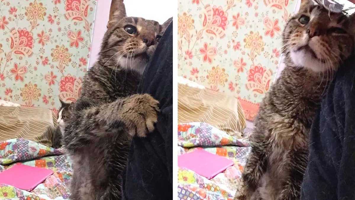 Un chat de 16 ans a perdu sa seule maison, maintenant heureux d'être aimé à nouveau