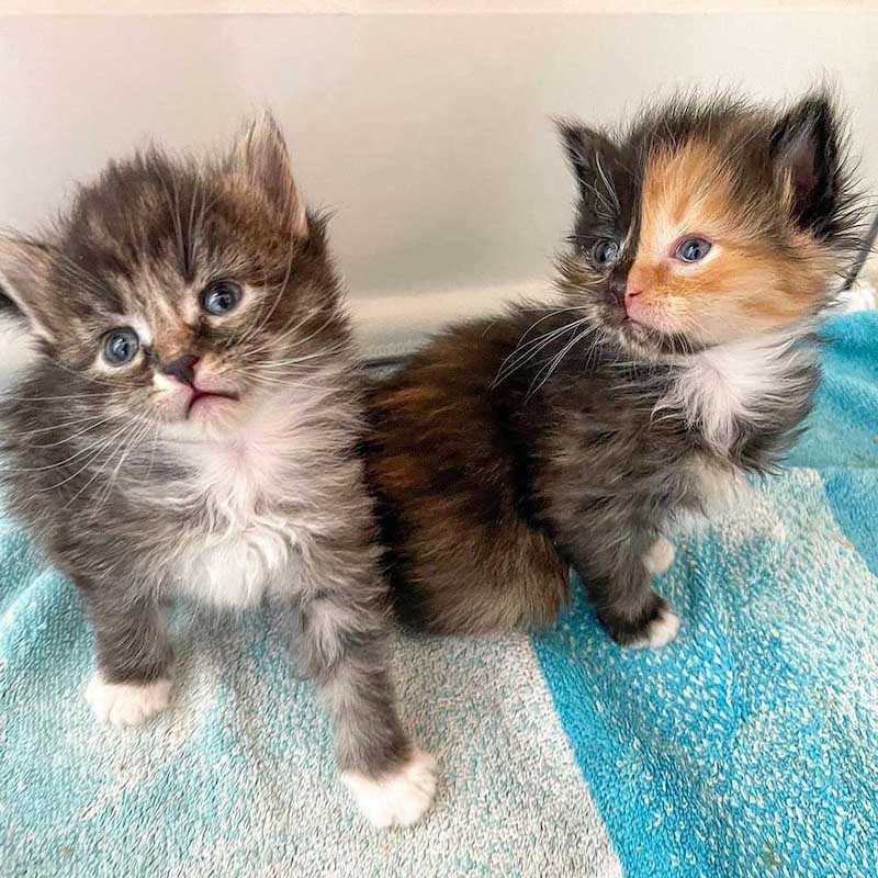 Un chaton trouvé sur un mur à côté de son petit frère ressemble à deux chats différents