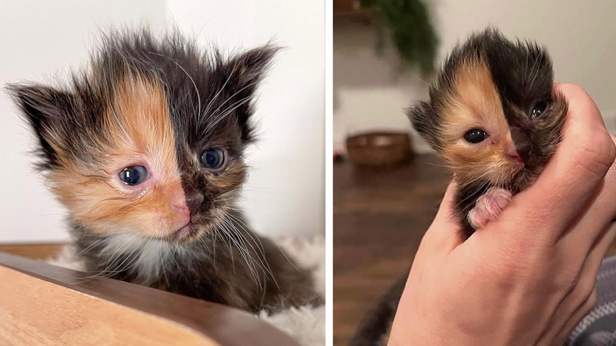 Www Tekpolis Fr Wp Content Uploads 22 01 Www Tekpolis Fr Un Chaton Trouve Sur Un Mur A Cote De Son Petit Frere Ressemble A Deux Chats Differents Un Chaton Trouve Sur Un Mur A Cote De Son Petit Frere Ressemble A Deux Chats Differents Jpg