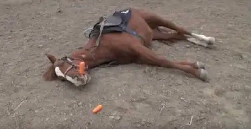 Un cheval dramatique fait le mort chaque fois que quelqu'un essaie de le monter