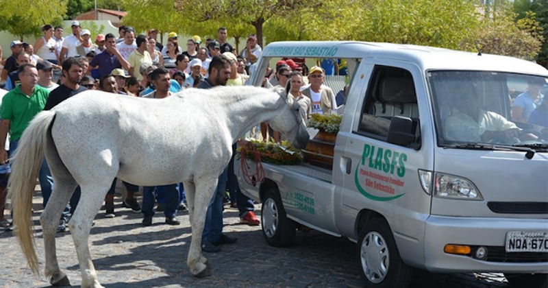 Un cheval en deuil s'écroule, pleure sur le cercueil de son maître après l'avoir senti pour la dernière fois