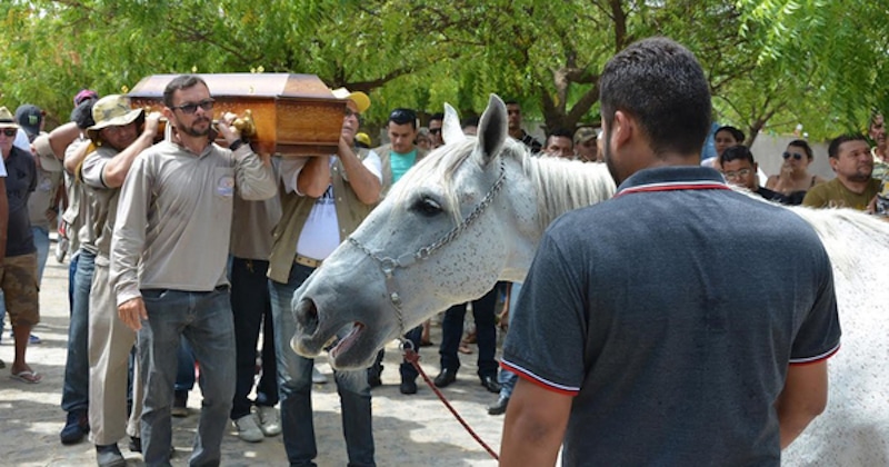 Un cheval en deuil s'écroule, pleure sur le cercueil de son maître après l'avoir senti pour la dernière fois