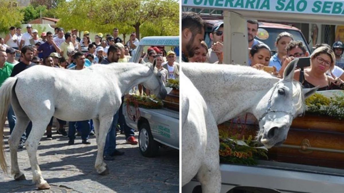 Un cheval en deuil s'écroule, pleure sur le cercueil de son maître après l'avoir senti pour la dernière fois