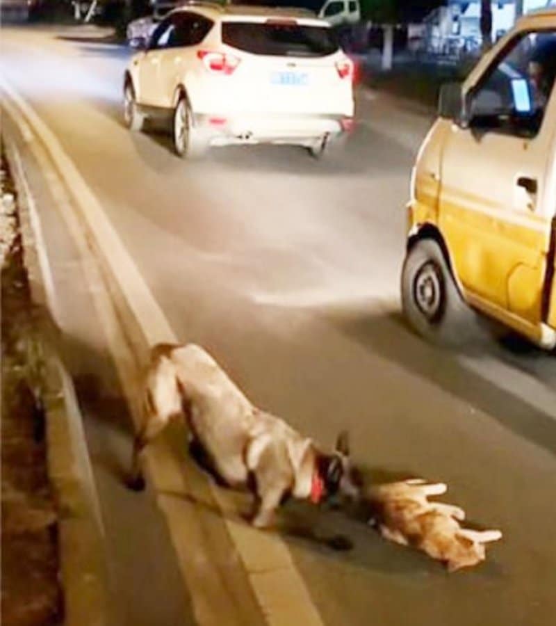 Un chien au bon cœur risque sa vie en essayant de faire revivre un chaton qui a été renversé par une voiture