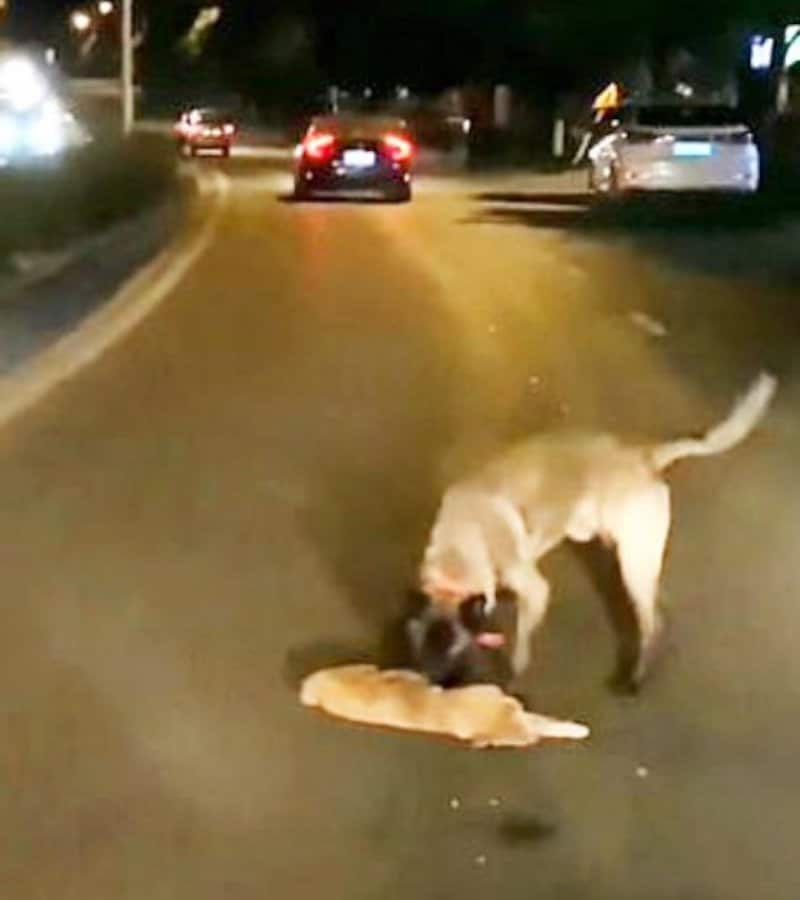 Un chien au bon cœur risque sa vie en essayant de faire revivre un chaton qui a été renversé par une voiture