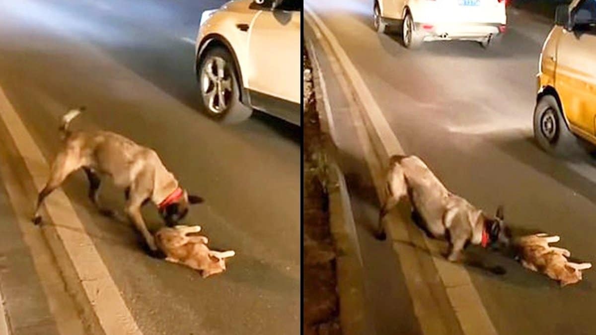 Un chien au bon cœur risque sa vie en essayant de faire revivre un chaton qui a été renversé par une voiture