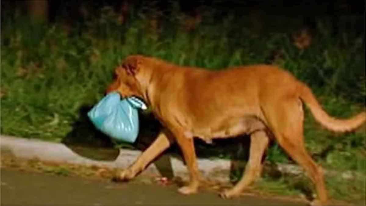 Un chien de garde parcourt trois kilomètres par jour pour nourrir sa famille