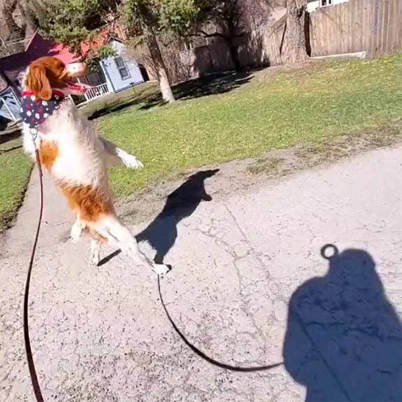 Un chien déterminé apprend à marcher debout comme un humain après avoir perdu sa patte