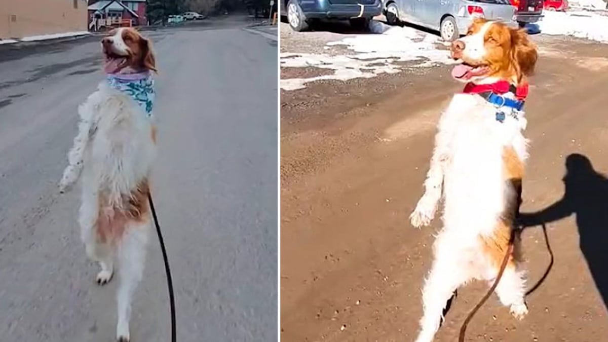 Un chien déterminé apprend à marcher debout comme un humain après avoir perdu sa patte