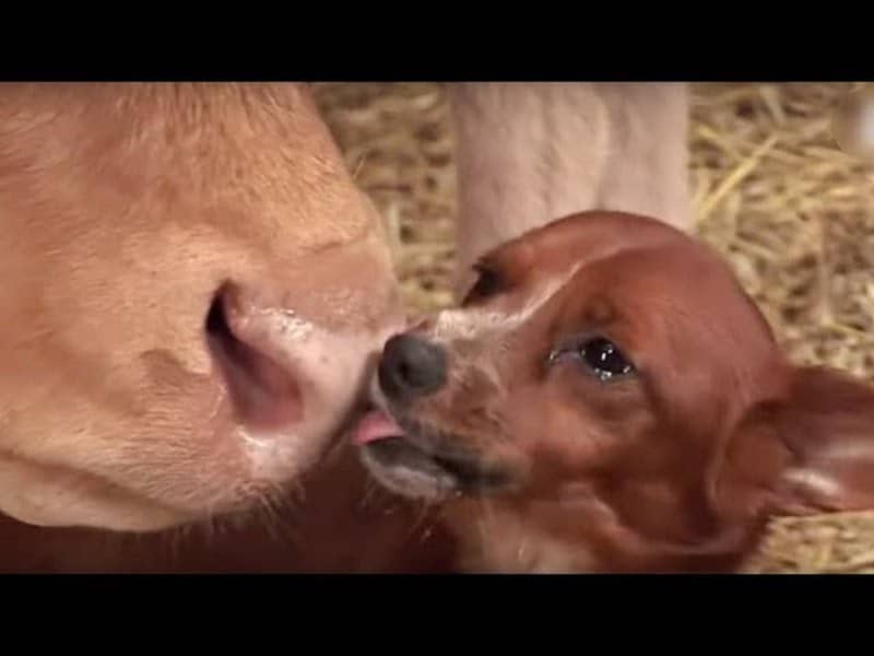 Un chien en larmes de joie lorsqu'il retrouve enfin la vache qui l'a élevé