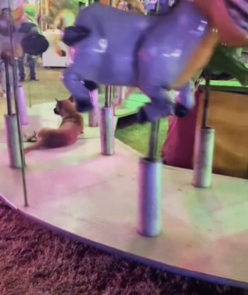 Un chien errant se faufile dans une foire, se fait surprendre en train de profiter du carrousel