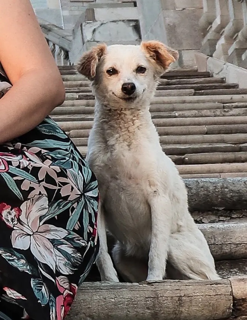 Un chien errant se faufile dans une séance photo familiale