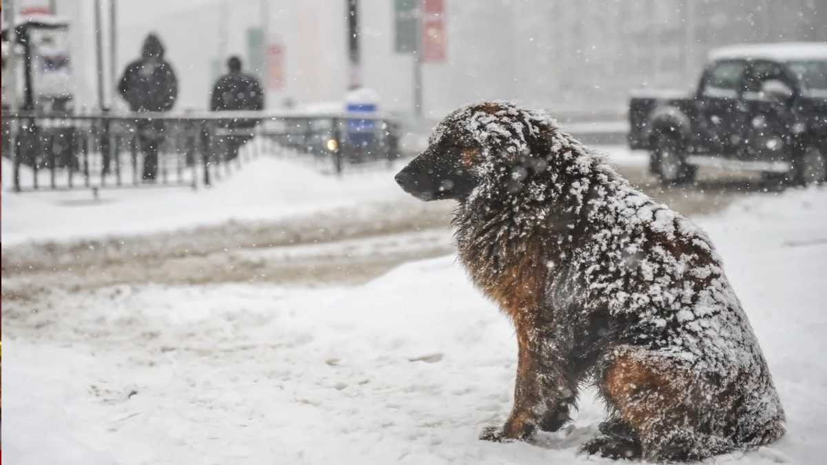 Un chien errant serre une fillette pour la garder au chaud afin qu'elle ne gèle pas dans une tempête de neige