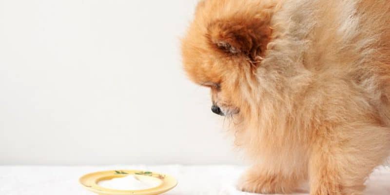 Un chien errant verse une "larme" après avoir reçu de la nourriture d'un inconnu