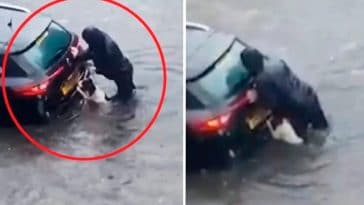 Un chien héroïque aide son maître à pousser sa voiture dans une rue inondée.