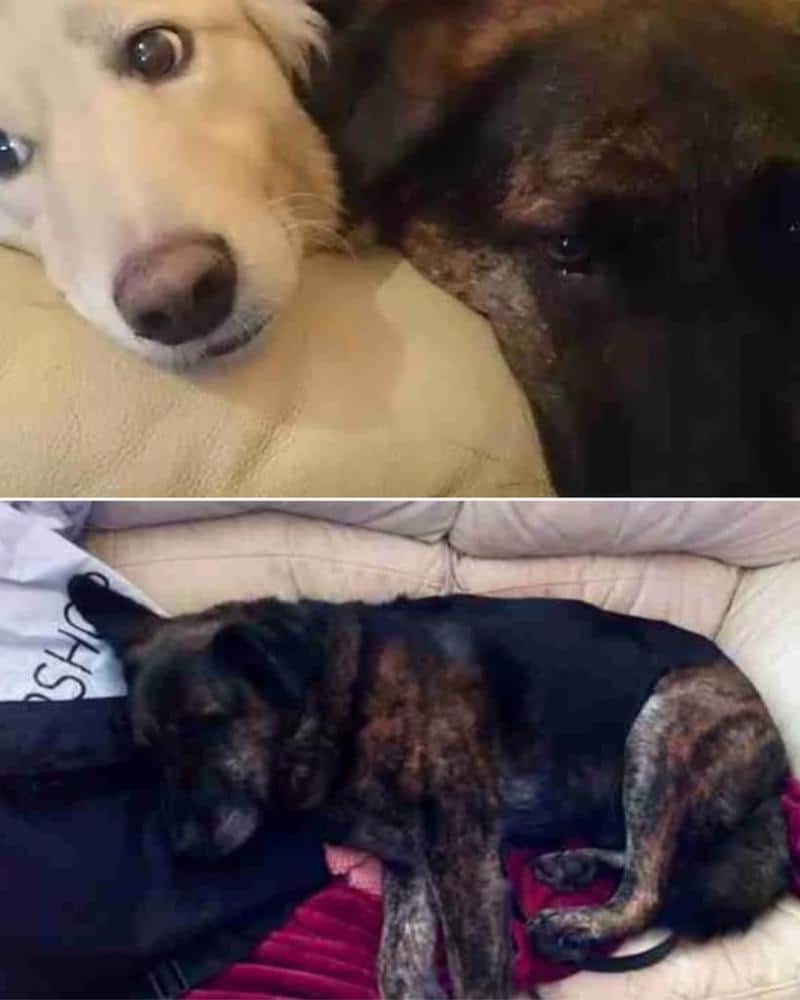 Un chien n'arrête pas de serrer l'oreiller avec le visage de son frère décédé