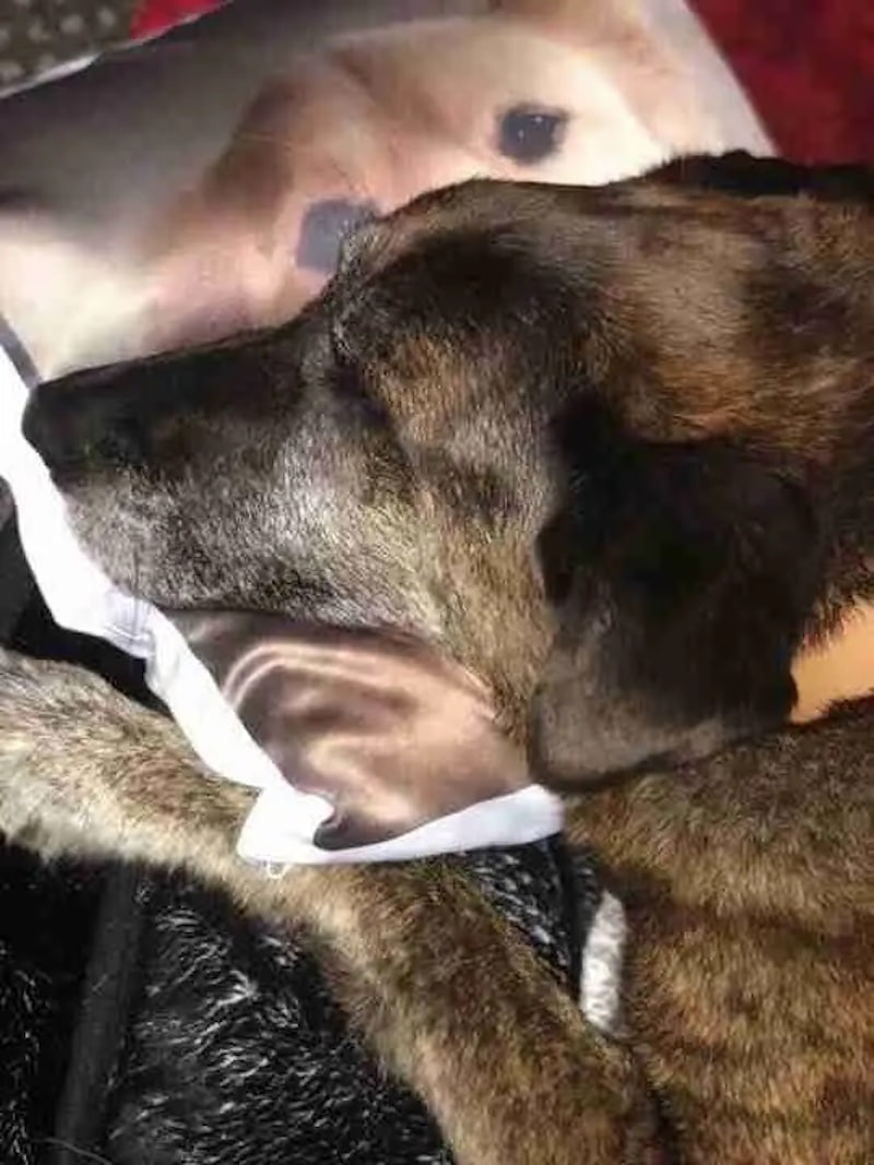 Un chien n'arrête pas de serrer l'oreiller avec le visage de son frère décédé